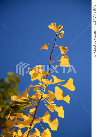 Ginkgo leaves shining in the blue sky Ginkgo leaves shining in the blue sky 134778975