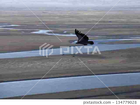 Bearded vultures in flight, Pineberg Plain, Xinjiang Uyghur Autonomous Region, China 134779028