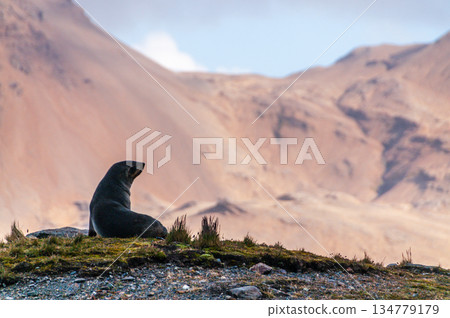 Seals at Fortuna Bay 134779179