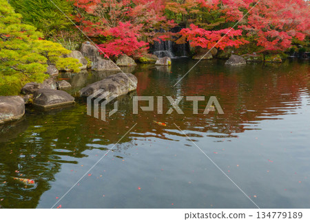 Autumn leaves at Koko-en Garden, Himeji Castle West Residence Site, Himeji City 134779189