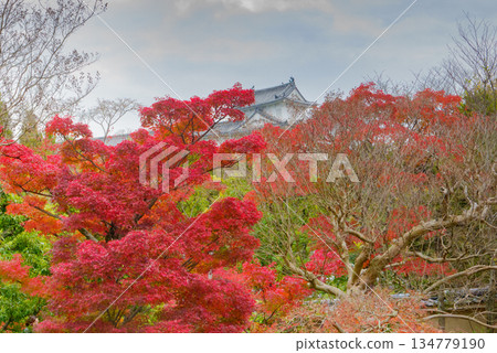 Autumn leaves at Koko-en Garden, Himeji Castle West Residence Site, Himeji City 134779190