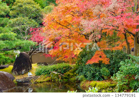 Autumn leaves at Koko-en Garden, Himeji Castle West Residence Site, Himeji City 134779191