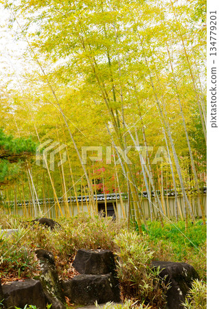 姬路市，姬路城西居庭園，古古園竹林 134779201