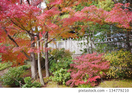 Autumn leaves at Koko-en Garden, Himeji Castle West Residence Site, Himeji City Autumn leaves at Koko-en Garden, Himeji Castle West Residence Site, Himeji City 134779210