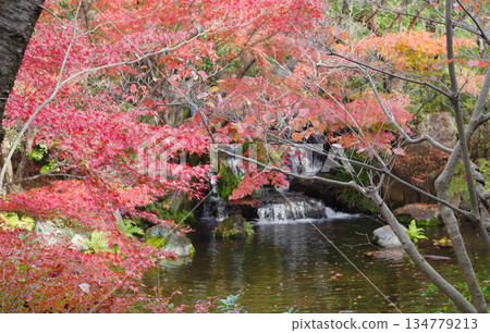 姬路市姬路城西居遺址古古園的秋葉 姬路市姬路城西居遺址古古園的秋葉 134779213