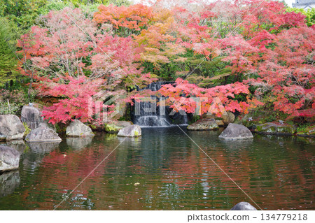 Autumn leaves at Koko-en Garden, Himeji Castle West Residence Site, Himeji City Autumn leaves at Koko-en Garden, Himeji Castle West Residence Site, Himeji City 134779218