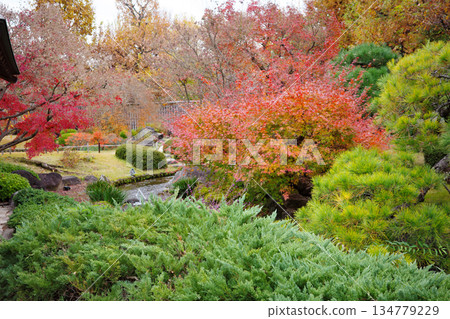 Autumn leaves at Koko-en Garden, Himeji Castle West Residence Site, Himeji City Autumn leaves at Koko-en Garden, Himeji Castle West Residence Site, Himeji City 134779229