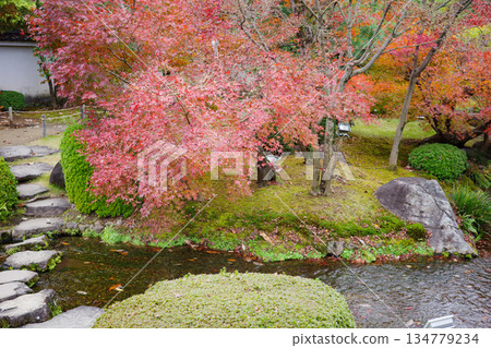 姬路市姬路城西居遺址古古園的秋葉 134779234