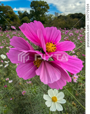 Close-up of vibrant pink cosmos blooming under a blue sky 2025.11.12 Chuo-ku, Tokyo, Japan 134779304