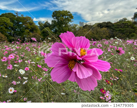 Close-up of vibrant pink cosmos blooming under a blue sky 2025.11.12 Chuo-ku, Tokyo, Japan 134779305
