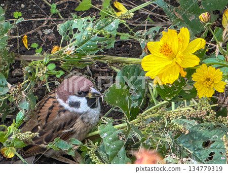 A cute sparrow taking a rest in the shade of the yellow cosmos at Hamarikyu Gardens. 2025.11.12 Chuo-ku, Tokyo, Japan A cute sparrow taking a rest in the shade of the yellow cosmos at Hamarikyu Gardens. 2025.11.12 Chuo-ku, Tokyo, Japan 134779319