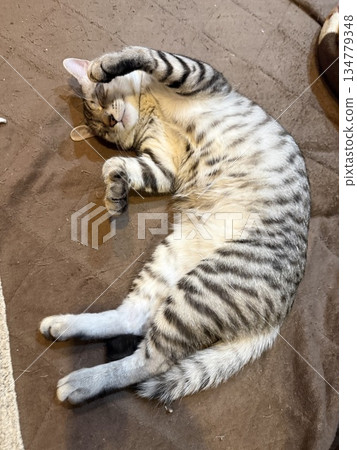 Reaching cat Reaching cat 134779348