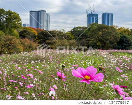 Cosmos fields in Hamarikyu Gardens with urban buildings towering in the background. 2025.11.12 Chuo Ward, Tokyo. 134779357