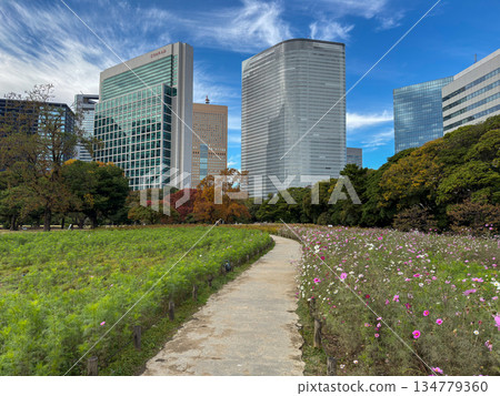 Cosmos fields in Hamarikyu Gardens with urban buildings towering in the background. 2025.11.12 Chuo Ward, Tokyo. Cosmos fields in Hamarikyu Gardens with urban buildings towering in the background. 2025.11.12 Chuo Ward, Tokyo. 134779360