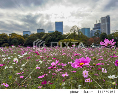Cosmos fields in Hamarikyu Gardens with urban buildings towering in the background. 2025.11.12 Chuo Ward, Tokyo. 134779361