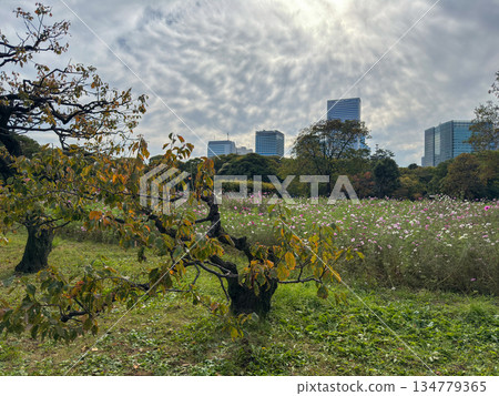 Autumn sky with cirrus clouds and the tranquil scenery of Hamarikyu Gardens. November 12, 2025, Chuo Ward, Tokyo, Japan Autumn sky with cirrus clouds and the tranquil scenery of Hamarikyu Gardens. November 12, 2025, Chuo Ward, Tokyo, Japan 134779365