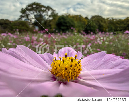 A beautiful pink cosmos field in Hamarikyu Gardens, Tokyo, Japan, November 12, 2025 A beautiful pink cosmos field in Hamarikyu Gardens, Tokyo, Japan, November 12, 2025 134779385