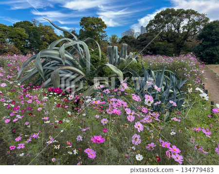 A view of cosmos and succulents in Hamarikyu Gardens under blue skies and scaly clouds. November 12, 2025, Central Tokyo A view of cosmos and succulents in Hamarikyu Gardens under blue skies and scaly clouds. November 12, 2025, Central Tokyo 134779483
