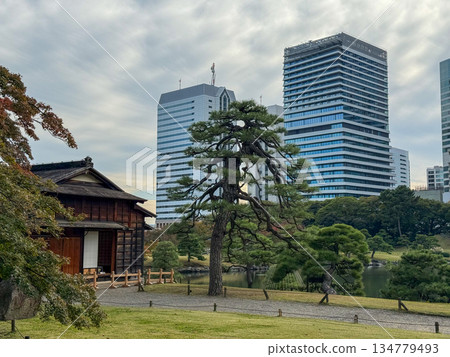 The contrast between the traditional teahouse at Hamarikyu Gardens and the modern buildings towering in the background. November 12, 2025, Central Tokyo The contrast between the traditional teahouse at Hamarikyu Gardens and the modern buildings towering in the background. November 12, 2025, Central Tokyo 134779493