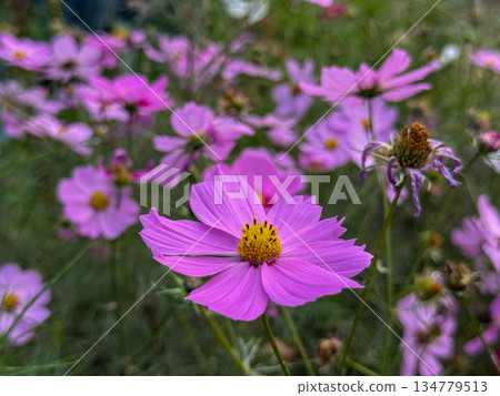 A delicate cosmos spreading its pale pink petals at Hamarikyu Gardens, November 12, 2025, Chuo Ward, Tokyo, Japan A delicate cosmos spreading its pale pink petals at Hamarikyu Gardens, November 12, 2025, Chuo Ward, Tokyo, Japan 134779513