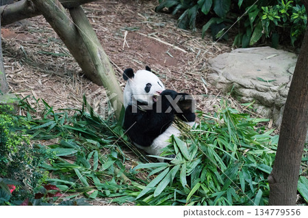 河流奇觀大熊貓 134779556