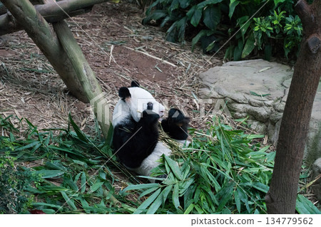 River Wonders Giant Pandas River Wonders Giant Pandas 134779562
