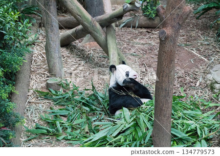 River Wonders Giant Pandas River Wonders Giant Pandas 134779573