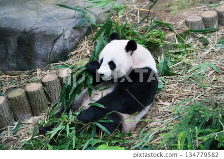 河流奇觀大熊貓 134779582