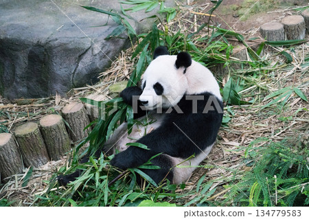 河流奇觀大熊貓 134779583