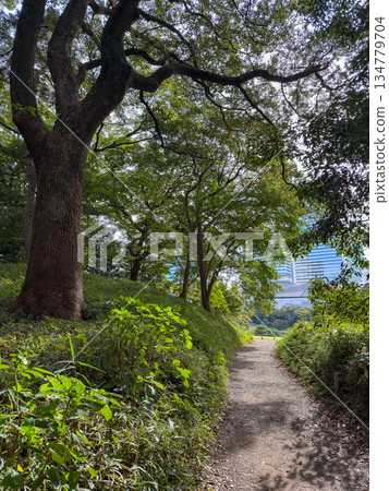 A quiet, sunny garden path surrounded by lush greenery at Hamarikyu Gardens. November 12, 2025, Chuo-ku, Tokyo, Japan 134779704