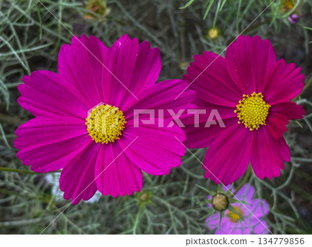 Two vibrant cosmos flowers blooming side by side in the autumn garden. 2025.11.12 Hamarikyu, Japan Two vibrant cosmos flowers blooming side by side in the autumn garden. 2025.11.12 Hamarikyu, Japan 134779856