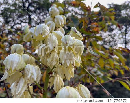 White yucca flowers blooming gracefully in the gardens of Hamarikyu 2025.11.12 Hamarikyu, Japan White yucca flowers blooming gracefully in the gardens of Hamarikyu 2025.11.12 Hamarikyu, Japan 134779872
