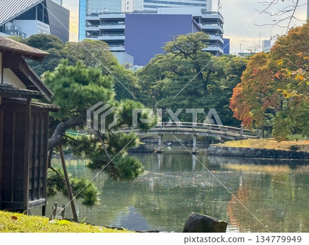 A traditional teahouse with skyscrapers in the background. 2025.11.12 Hamarikyu, Japan 134779949