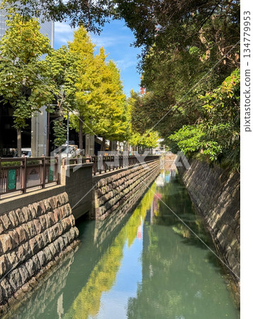 銀杏樹在秋日陽光下熠熠生輝，倒映在運河上。 2025年11月12日，日本濱離宮 134779953