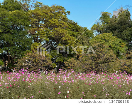 The vast cosmos fields of Hamarikyu sparkle in the autumn sunlight. 2025.11.12 Hamarikyu, Japan 134780128
