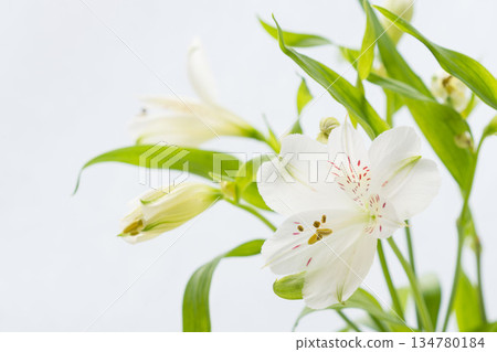 白色背景上的白色六出花照片 16 白色背景上的白色六出花照片 16 134780184