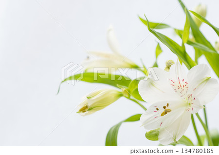 白色背景上的白色六出花照片 17 白色背景上的白色六出花照片 17 134780185