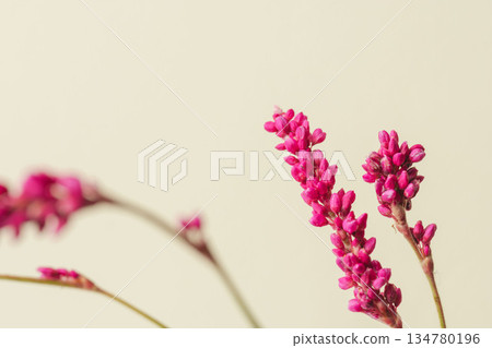 蓼屬植物（Polygonum gracilis）的粉紅色花朵，以米色背景拍攝 06 134780196