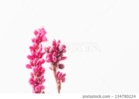 白色背景上的蓼屬植物(Polygonum gracilis)粉紅花朵照片 04 白色背景上的蓼屬植物(Polygonum gracilis)粉紅花朵照片 04 134780224