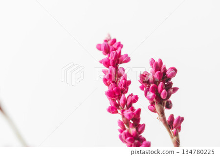 Pink flowers of Polygonum gracilis photographed on a white background 05 134780225