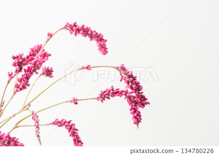 白色背景上的蓼屬植物(Polygonum gracilis)粉紅花朵照片 06 白色背景上的蓼屬植物(Polygonum gracilis)粉紅花朵照片 06 134780226