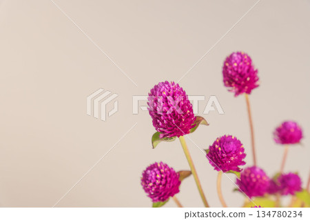 Purple globe amaranth flowers photographed against a gray background 03 Purple globe amaranth flowers photographed against a gray background 03 134780234
