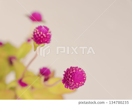 紫色球狀莧花,灰色背景拍攝 04 紫色球狀莧花,灰色背景拍攝 04 134780235