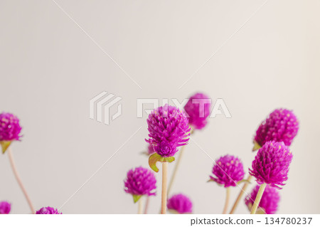 Purple globe amaranth flowers photographed against a gray background 06 Purple globe amaranth flowers photographed against a gray background 06 134780237