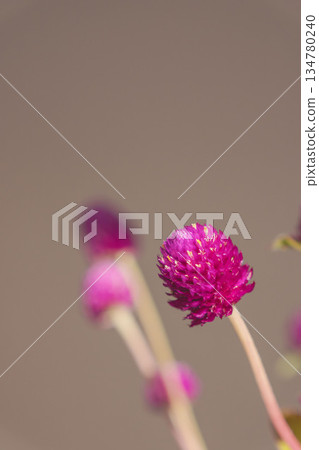 Purple globe amaranth flowers photographed against a gray background 11 Purple globe amaranth flowers photographed against a gray background 11 134780240