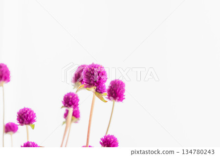 Purple globe amaranth flowers photographed on white background 03 Purple globe amaranth flowers photographed on white background 03 134780243