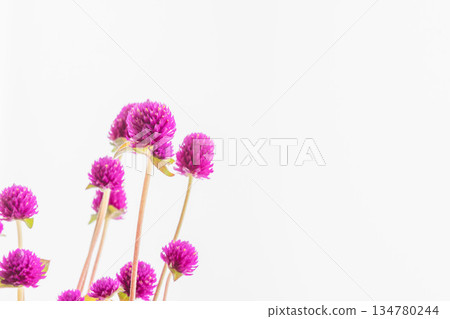 Purple globe amaranth flowers photographed on white background 04 134780244