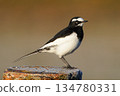 Wagtail perched on a post 134780331
