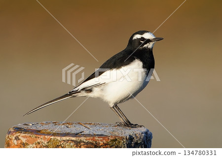 Wagtail perched on a post 134780331