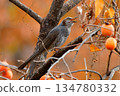 A bulbul that came to the persimmon 134780332